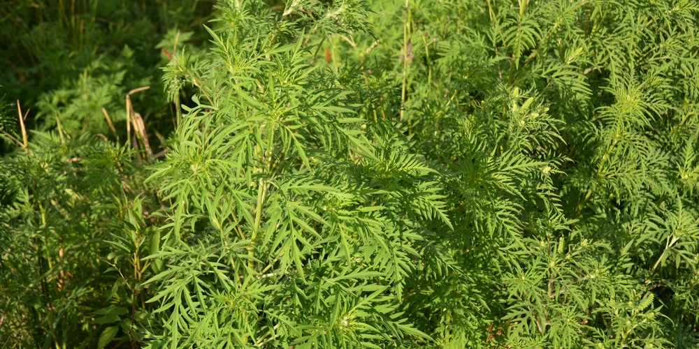 large leaf weeds