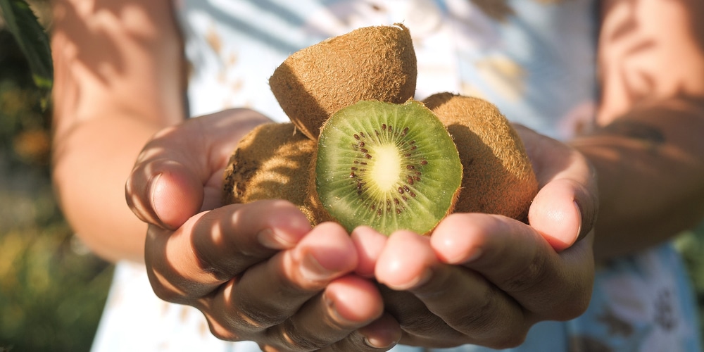 Can Chickens Eat Kiwi Fruit Skins?