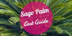 How Much Does a Sago Palm Cost