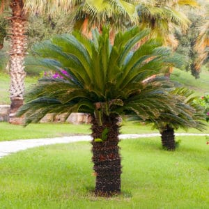 Plants That Look Like Palm Trees