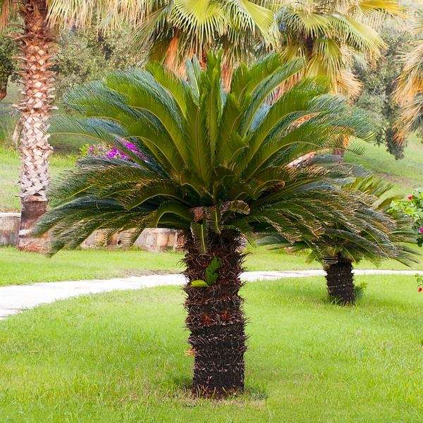 Sago Palm is a salt resistant plant for Florida