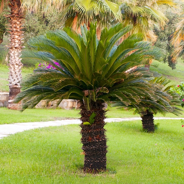 sago palm freezing