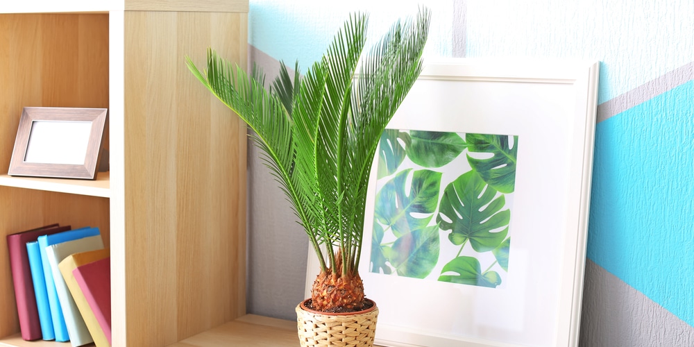 hawaiian house plants