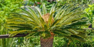 trim sago palm