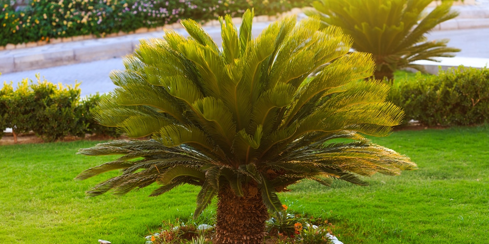 Sago Palm Price