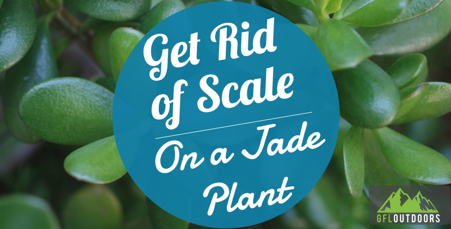 Scale on Your Jade Plant? Here's What to Do GFL Outdoors