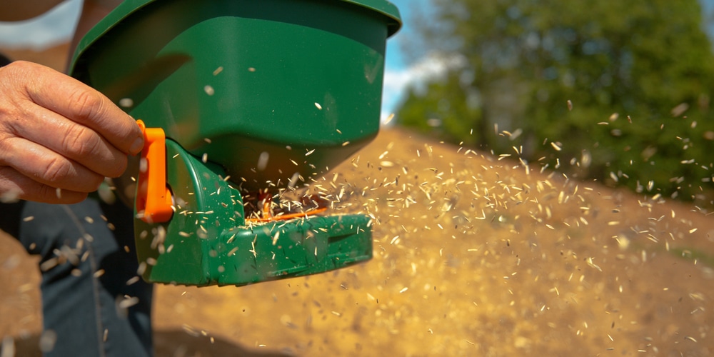 can you put manure over grass seed