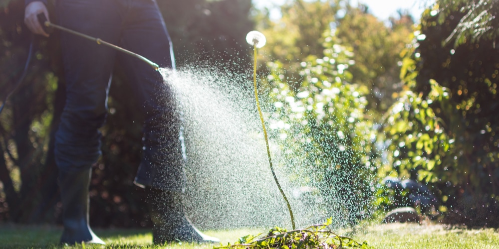 Ammonia Will Kill Weeds