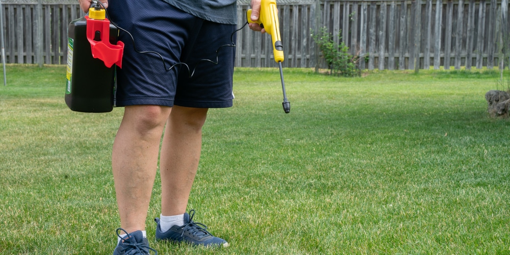 white tips on grass after fertilizer