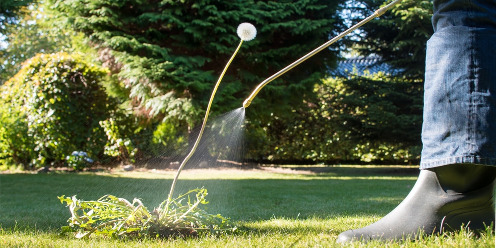 best time to spray dandelions