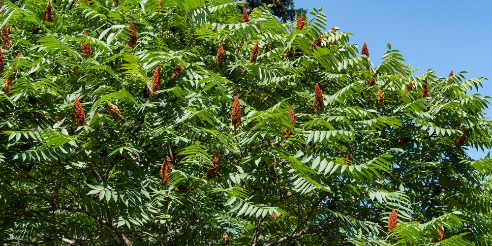 Staghorn Sumac