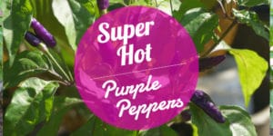 Super Hot Purple Pepper Types