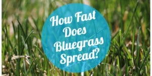 How to Get Bluegrass to Spread Fast