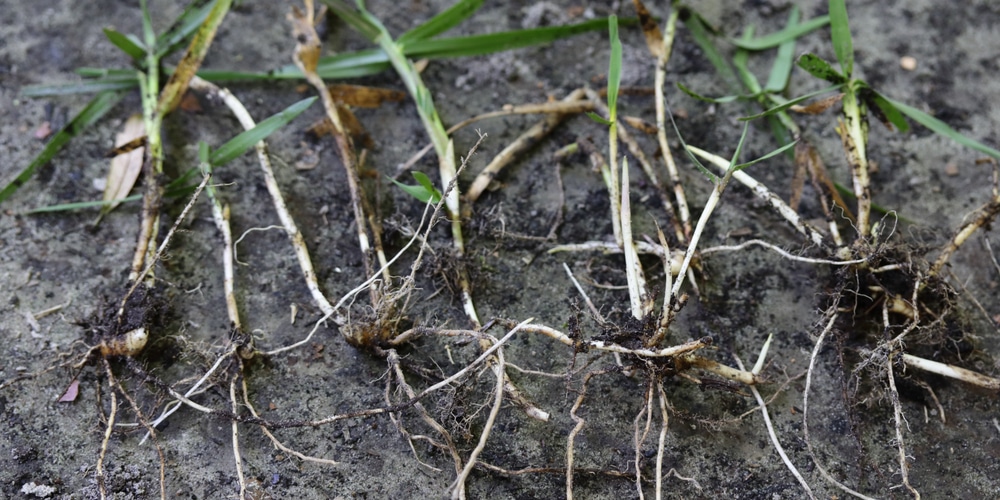 Torpedo grass is a weed that looks like grass