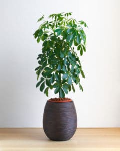 umbrella plant leaves turning brown