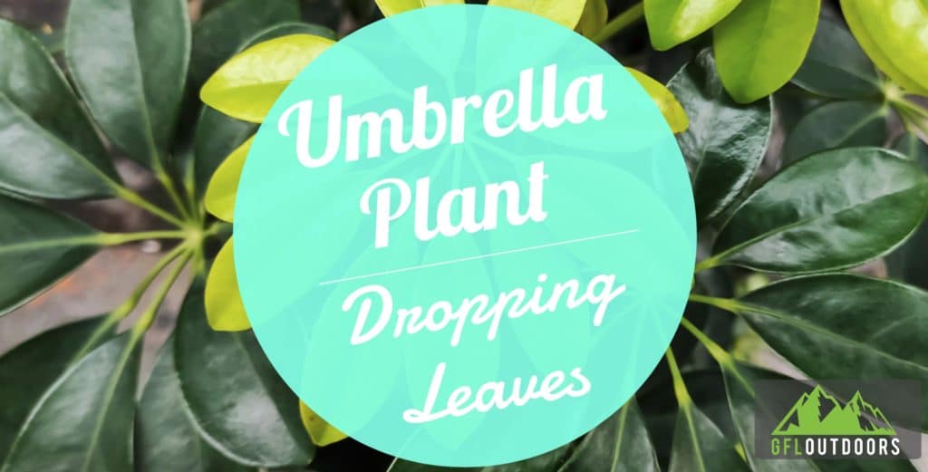 Umbrella Plant Dropping Leaves? 7 Reasons Why GFL Outdoors