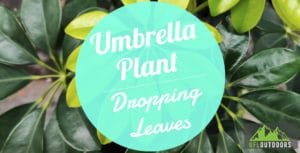 Umbrella Plant Losing Leaves