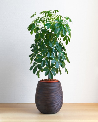 Umbrella Plant Dropping Leaves