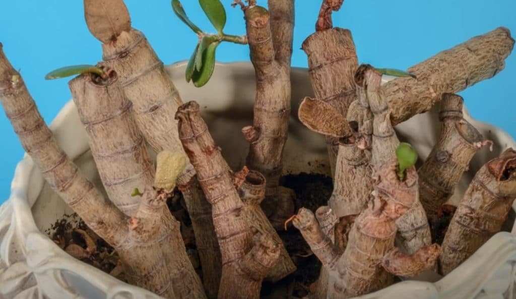 Jade Plant Dropping Leaves