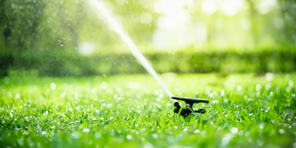 best time to water grass in texas