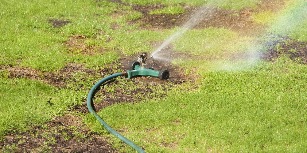 missed a day of watering grass seed