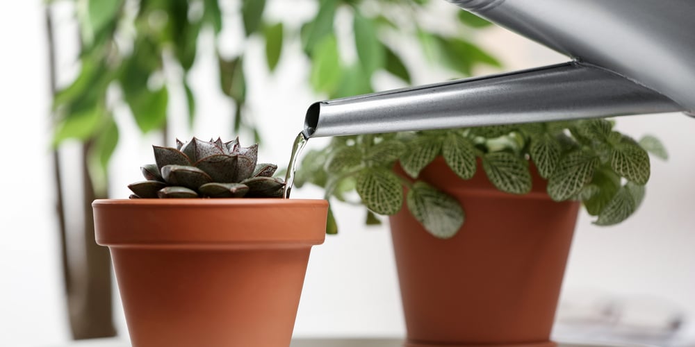 how to make tap water safe for plants
