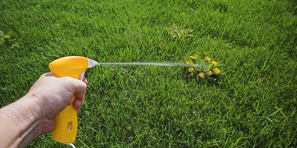 Killing Weeds around Decking