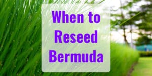 When to Reseed a Bermuda Lawn