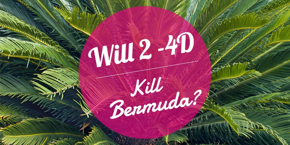 will-2-4-d-kill-bermuda-gfl-outdoors