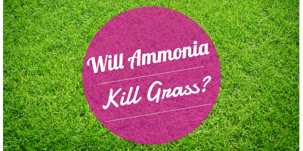 Will Ammonia Kill Grass? 