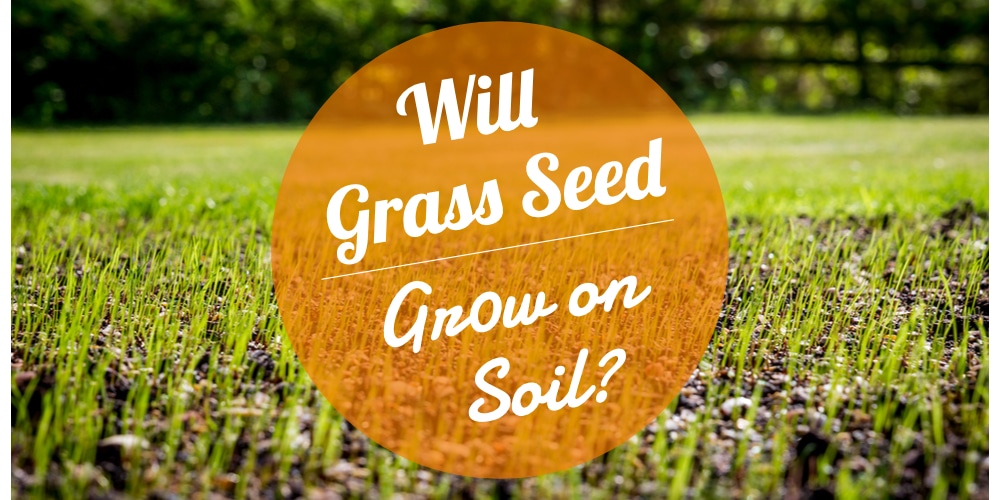Will Grass Seed Grow on Top of Soil? GFL Outdoors
