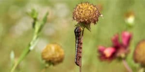 Will Grass Grow Back After Armyworms?