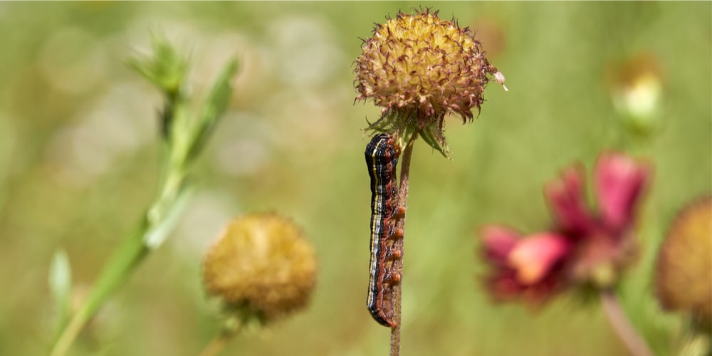 repairing lawn after army worms