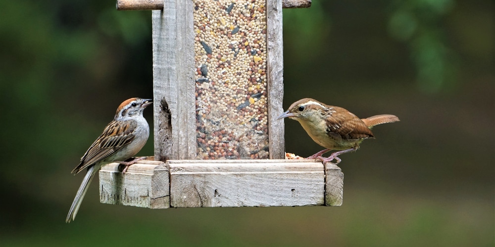 How to keep bees out of bird seed