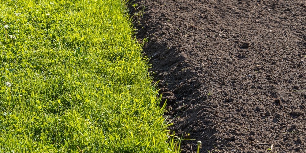 How Fast Does Bluegrass Seed Spread