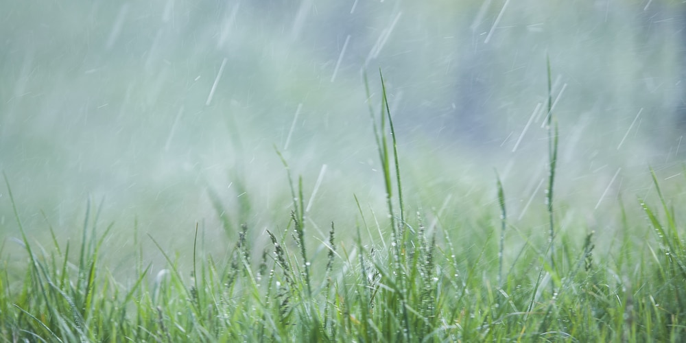 Apply crabgrass preventer before rain