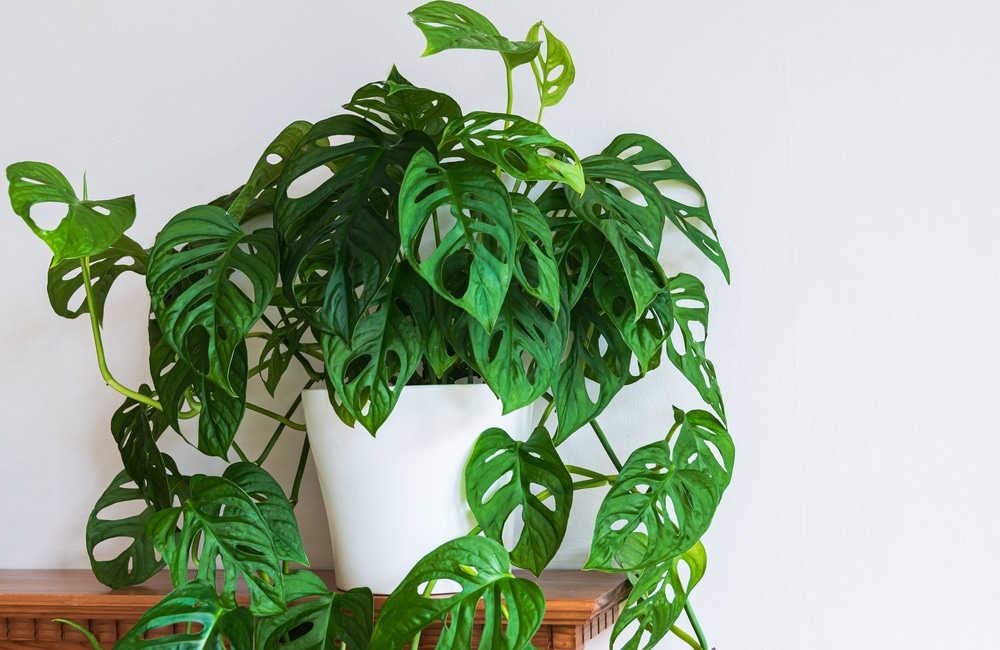 Philodendron Monstera