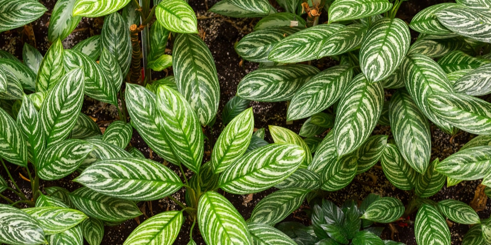 Aglaonema Emerald Beauty