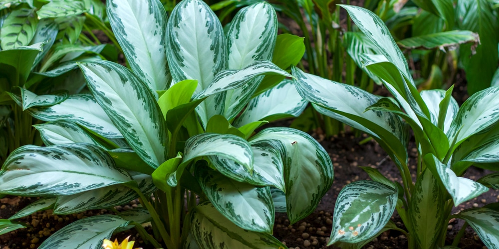 Aglaonema Silver Bay