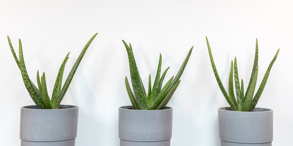 Broken Aloe Leaf