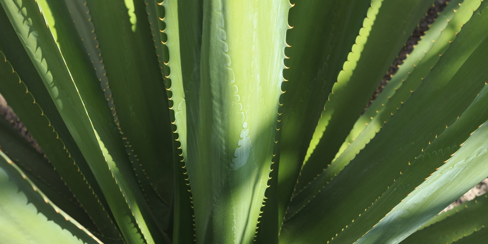 Tall Succulents