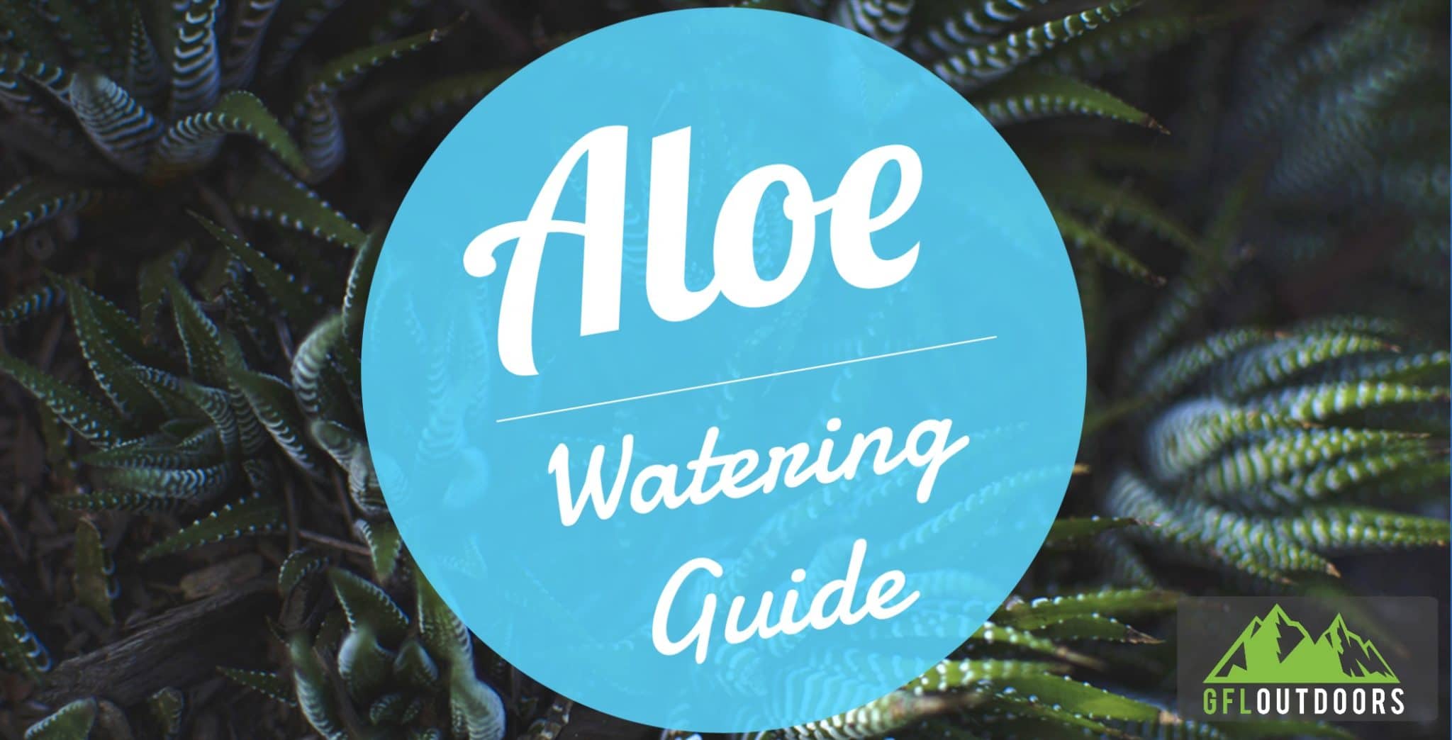 Overwatered and Underwatered Aloe Plant (Watering Guide)