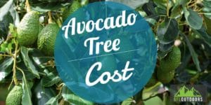 Avocado Tree Price