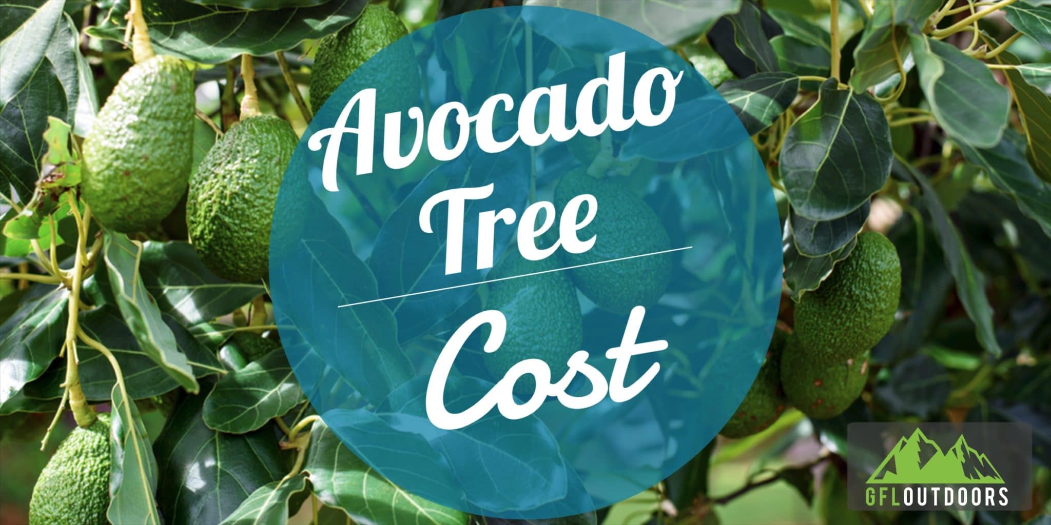 Avocado Tree Cost Price by Seedling, Sapling, and Tree GFL Outdoors