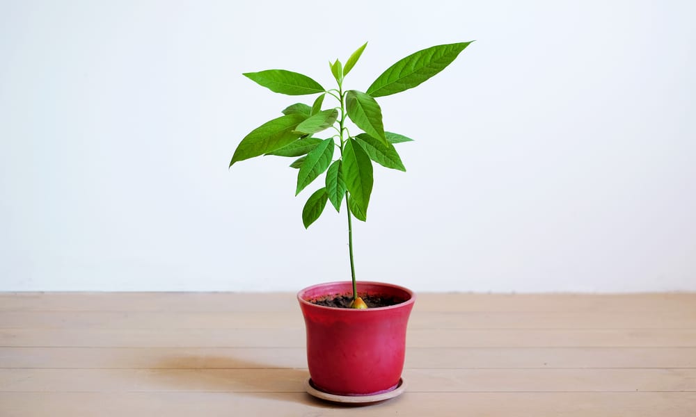 Drooping Avocado Leaves 