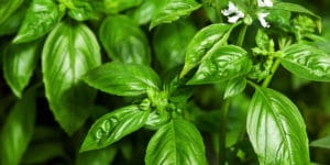 How To Keep Bugs Off My Basil Plant