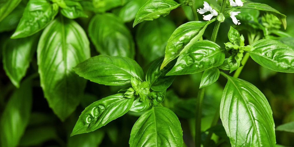how to prune basil plants