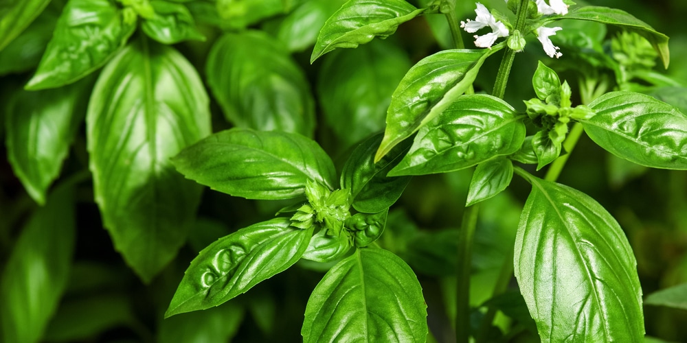 Basil Plant Flowering