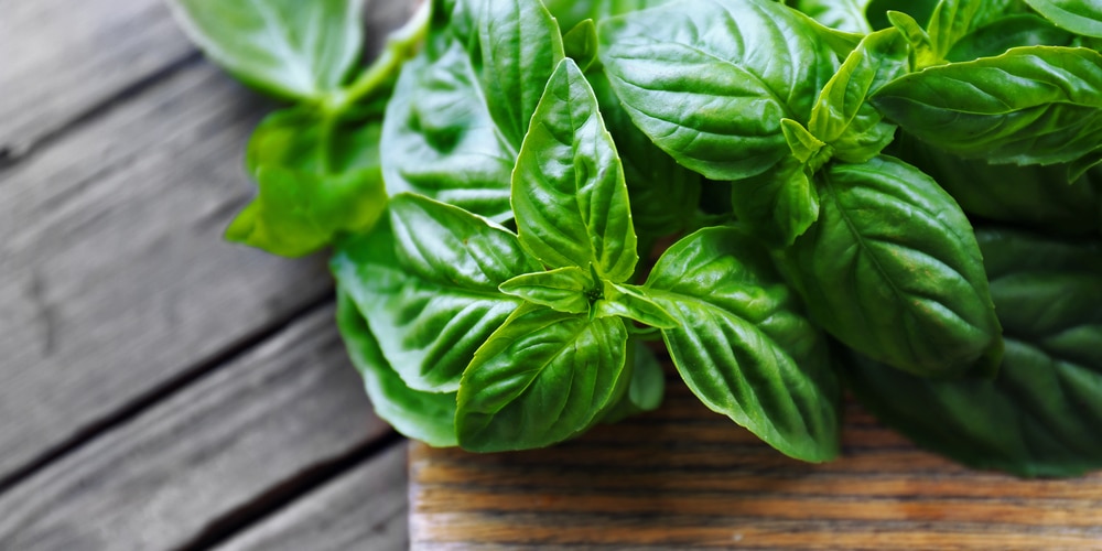 Basil Plant Flowering