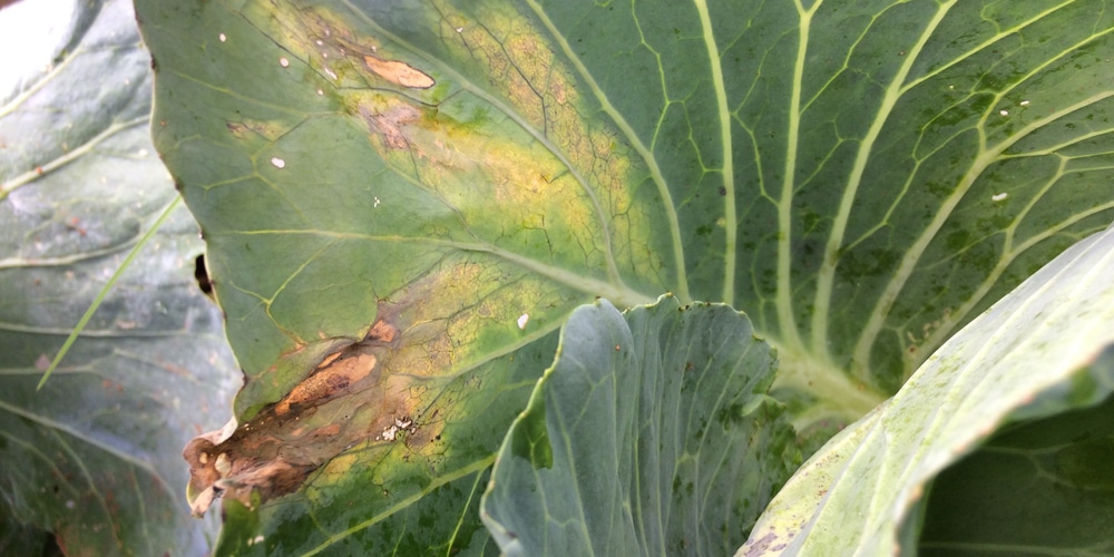 Black Rot Turning Pepper Leaves Black